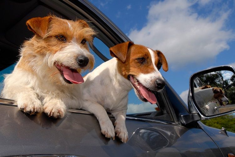 Photo of How to keep your pet healthy when travelling ? by Shiraz Kahn