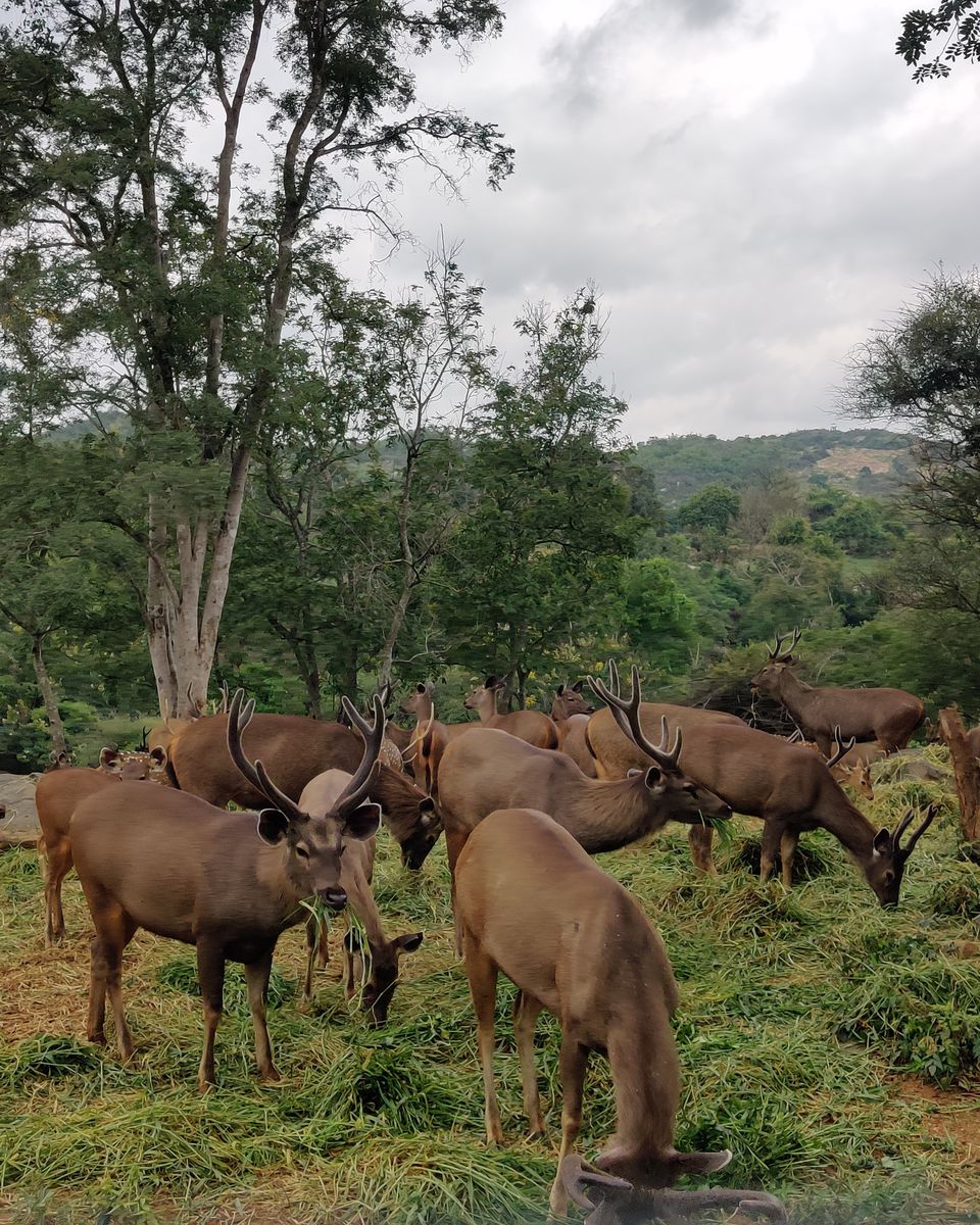 Photo of Bannerghatta Biological Park, Bannerghatta Road, Bannerughatta, Bengaluru, Karnataka, India by Bikram Nayak