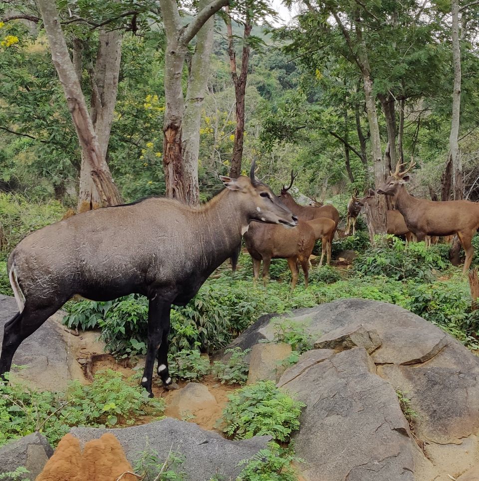 Photo of Bannerghatta Biological Park, Bannerghatta Road, Bannerughatta, Bengaluru, Karnataka, India by Bikram Nayak