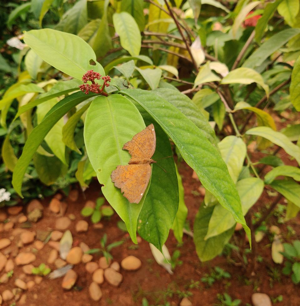 Photo of Exploring "Namma Bengaluru" - I by Bikram Nayak