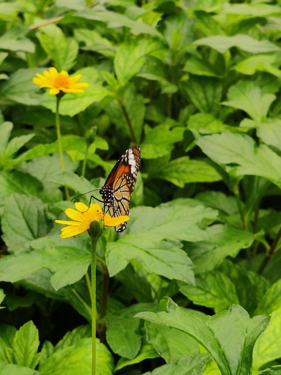 Photo of Exploring "Namma Bengaluru" - I by Bikram Nayak