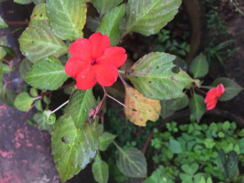 Photo of Coorg The Scotland of India by Sandhya Gawde