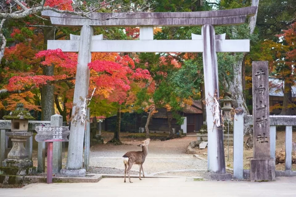 Photo of Nara, Japan by Wander_with_hakunamatata