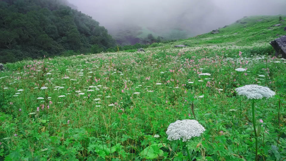 Photo of Valley of Flowers National Park, Chamoli, Uttarakhand, India by Avdesh Negi