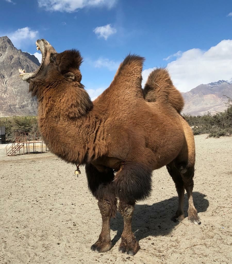 Photo of Leh road trip by Jesse Tamchos