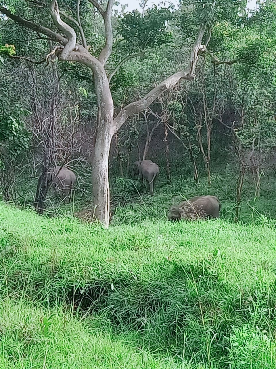 Photo of Bandipur Tiger Reserve And National Park, Bandipur, Tamil Nadu, India by imru chak