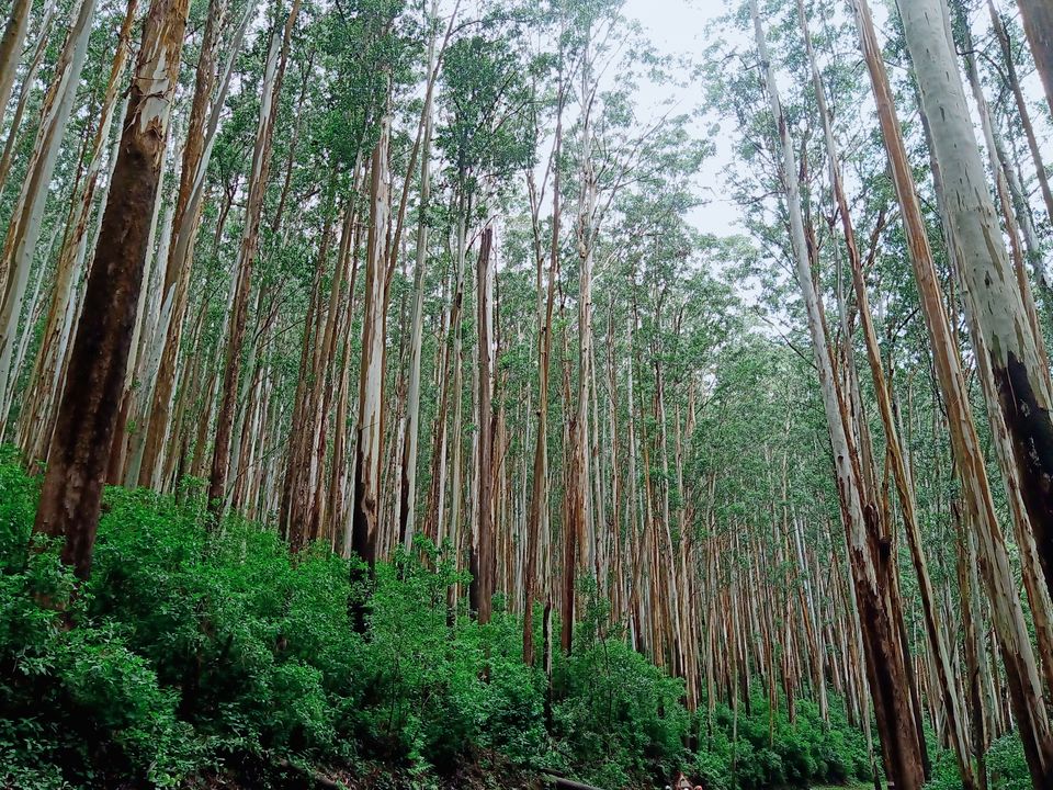 Photo of Charming Coonoor - where grey-blue mists kiss the gorgeous greens by imru chak
