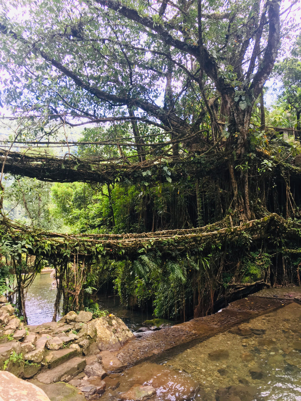 Photo of Mystic Meghalaya: A road trip between clouds by Meghna Jain