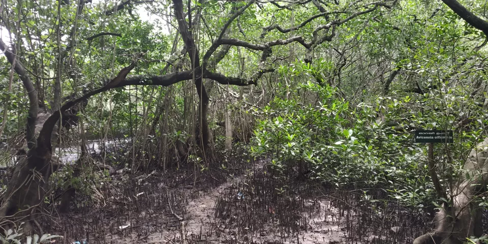 Photo of Mangalavanam Bird Sanctuary By Rahul Sivadas