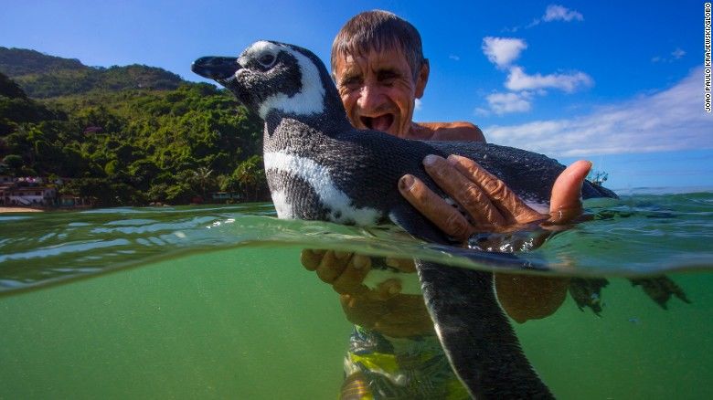 Photo of A Magellanic Penguin named Dindim travels 5000 miles every year to meet his best buddy 1/3 by Anil Kumar