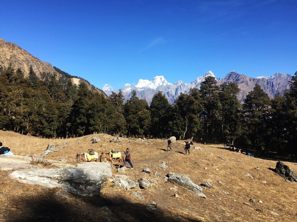 Photo of Winter Kuari Pass Trek: - An Amazing Experience of my Life 22/49 by Anil Kumar
