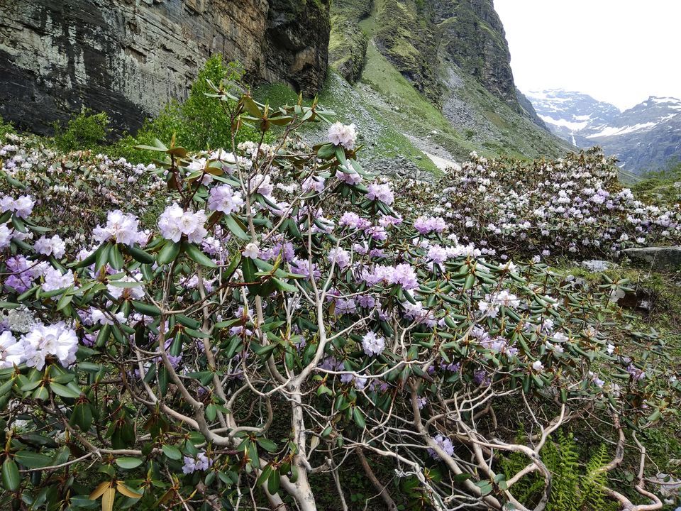 Photo of Rupin Pass Trek: An Awesome Cordillera to Trek 27/54 by Anil Kumar