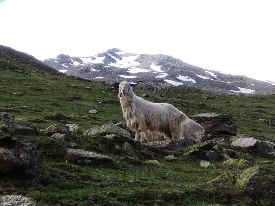 Photo of Rupin Pass Trek: An Awesome Cordillera to Trek 50/54 by Anil Kumar