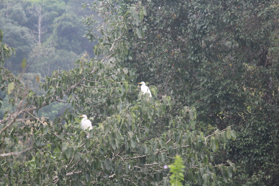 Photo of Sakleshpur :- The land with lush greenery 4/39 by Anil Kumar