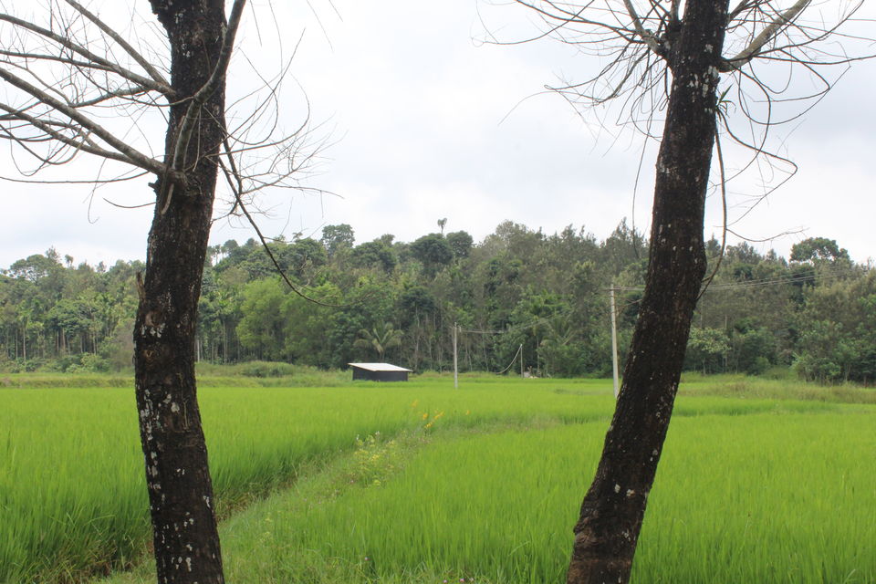 Photo of Sakleshpur :- The land with lush greenery by Anil Kumar