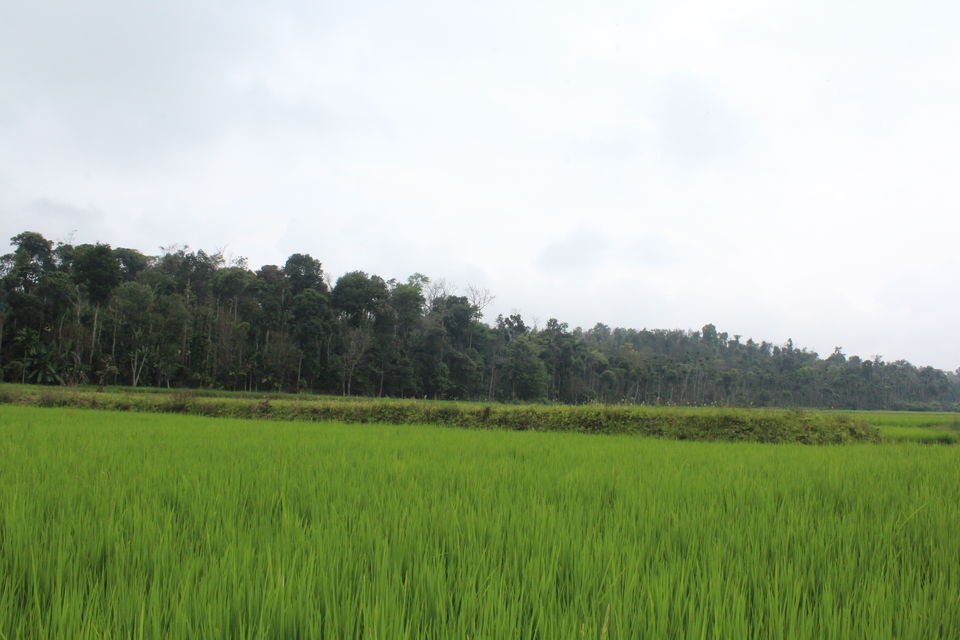 Photo of Sakleshpur :- The land with lush greenery 27/39 by Anil Kumar