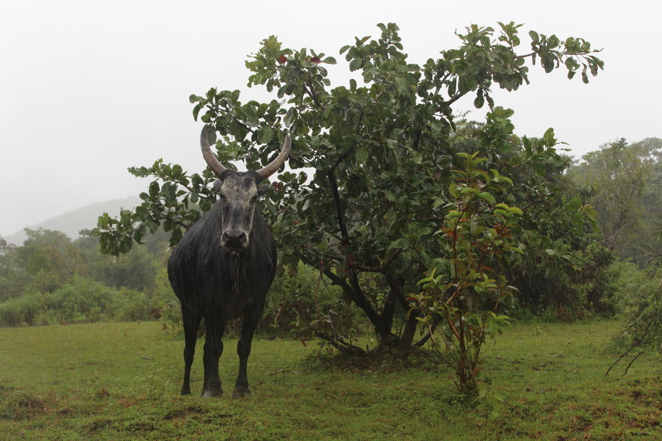 Photo of Sakleshpur :- The land with lush greenery 38/39 by Anil Kumar