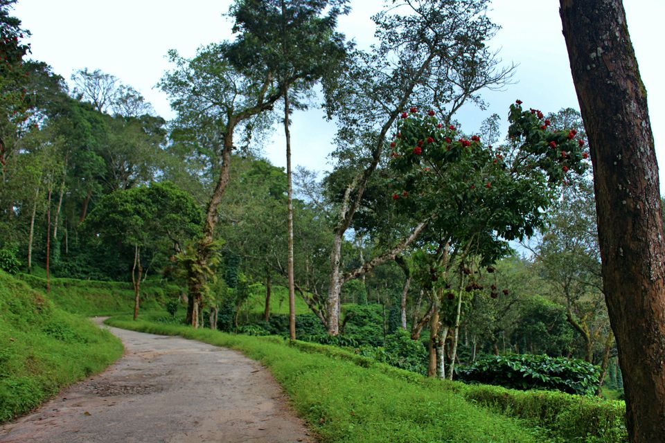 Photo of Sakleshpur :- The land with lush greenery 39/39 by Anil Kumar
