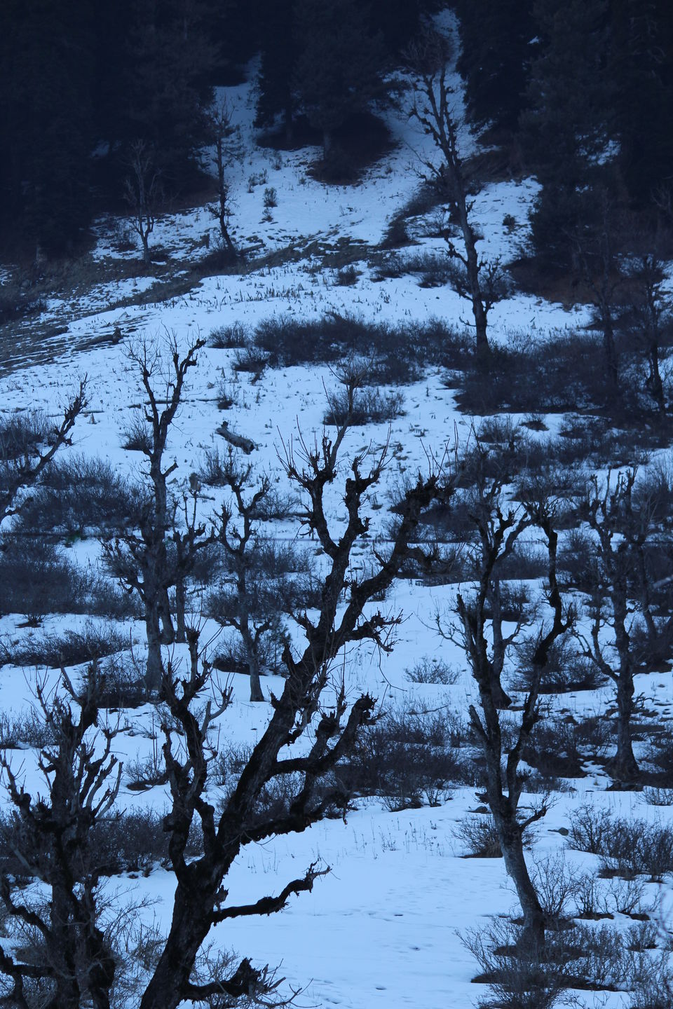 Photo of Gorgeous Gulmarg and a Picture Perfect Pahalgam 32/35 by Anil Kumar