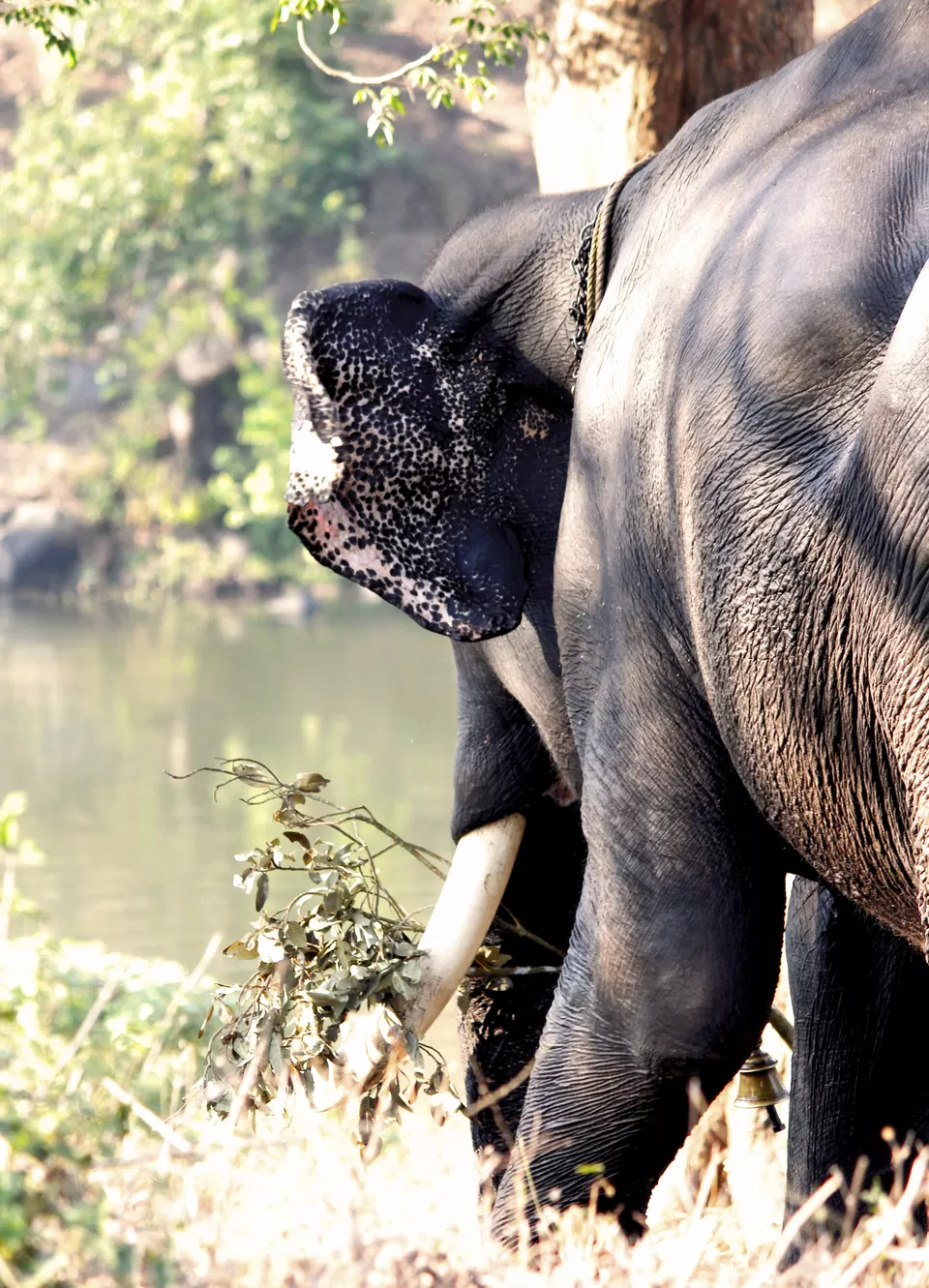 Photo of Bandipur National Park, Bandipur, Karnataka, India by Anil Kumar