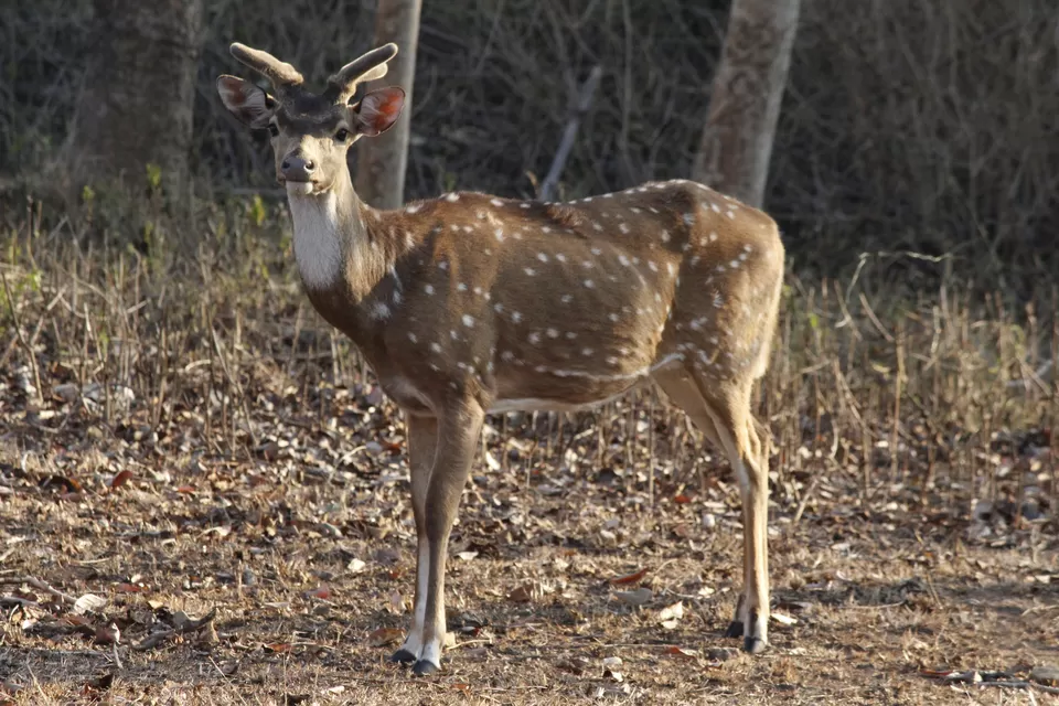Photo of Bandipur National Park, Bandipur, Karnataka, India by Anil Kumar