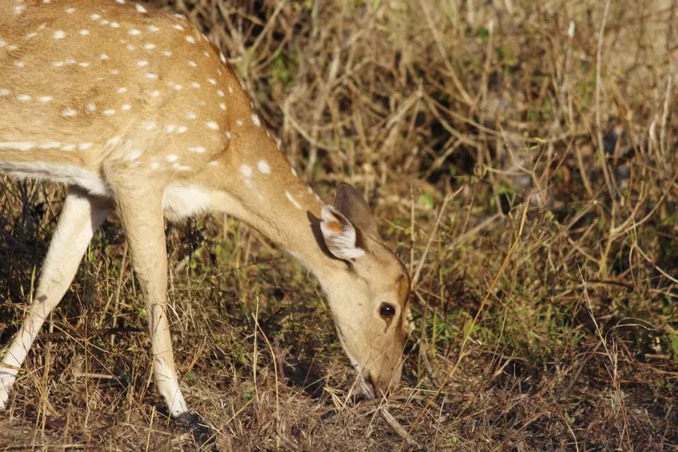 Photo of Bandipur National Park, Bandipur, Karnataka, India by Anil Kumar