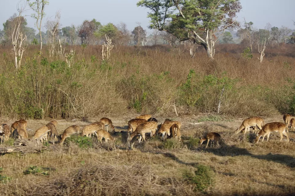 Photo of Bandipur National Park, Bandipur, Karnataka, India by Anil Kumar