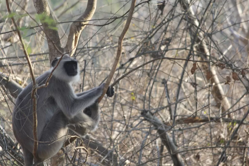Photo of Bandipur National Park, Bandipur, Karnataka, India by Anil Kumar