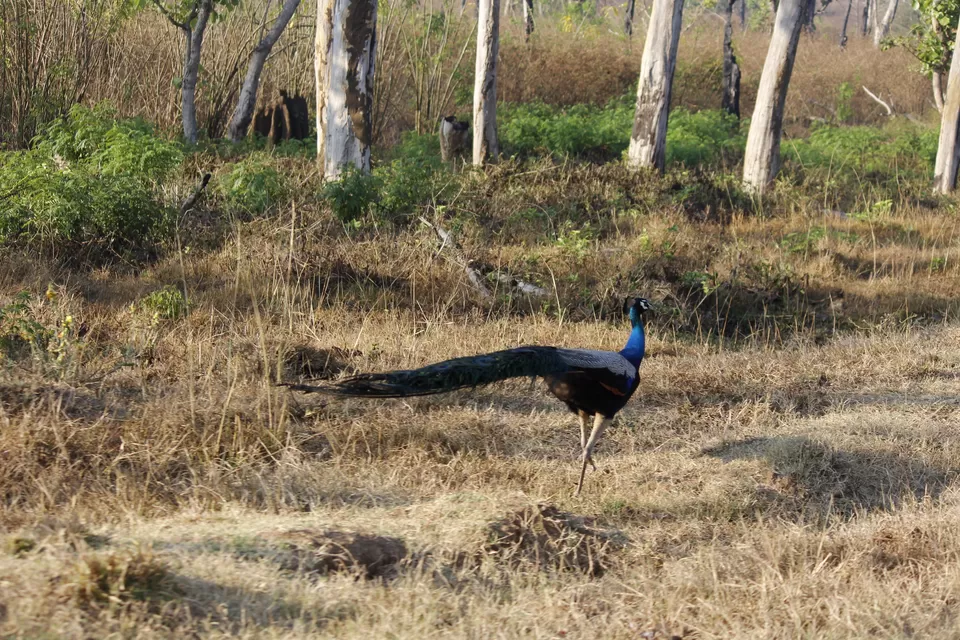 Photo of Bandipur National Park, Bandipur, Karnataka, India by Anil Kumar