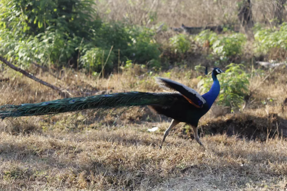 Photo of Bandipur National Park, Bandipur, Karnataka, India by Anil Kumar
