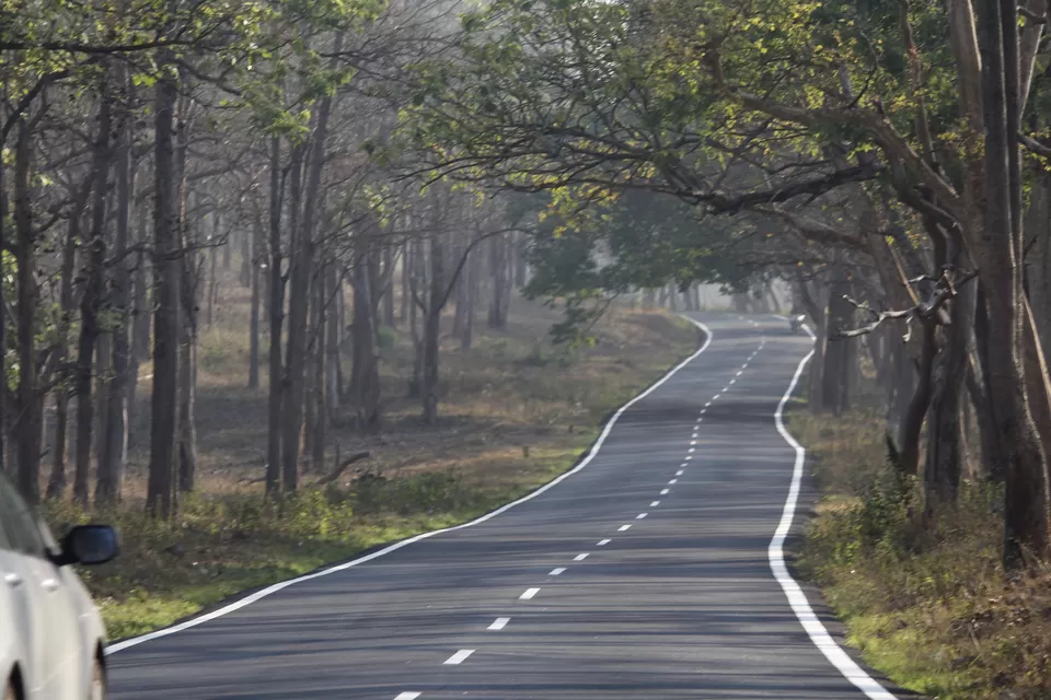 Photo of Mudumalai National Park, India by Anil Kumar