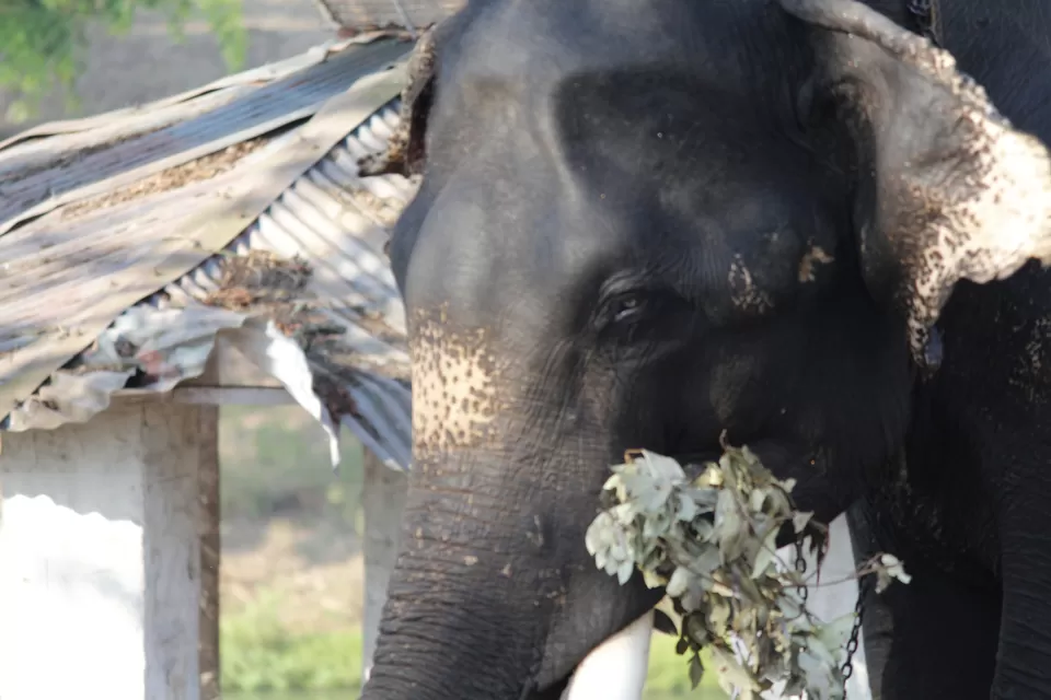 Photo of Mudumalai National Park, India by Anil Kumar