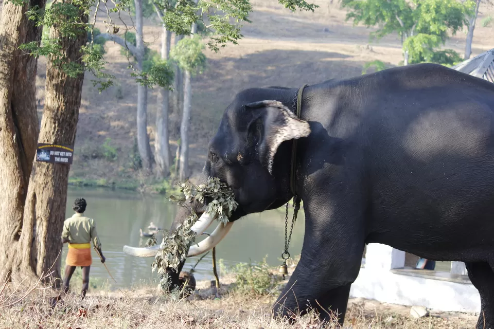 Photo of Mudumalai National Park, India by Anil Kumar