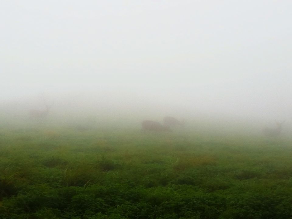 Photo of Monsoon Ride to the Jewel of Hill Stations called as Chikmagalur #westernghatsinphotos 8/8 by Anil Kumar