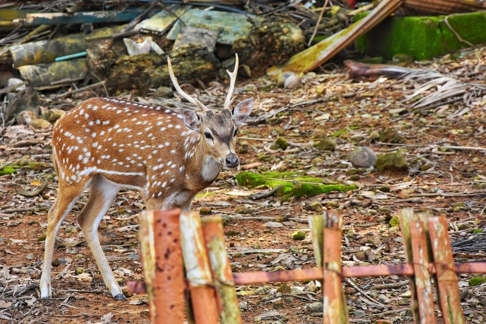 Photo of Tripoto's Gift trip to Andaman! 8 Reasons and 100+ Photos, Best Trip of this Year #bestof2018.. by Anil Kumar
