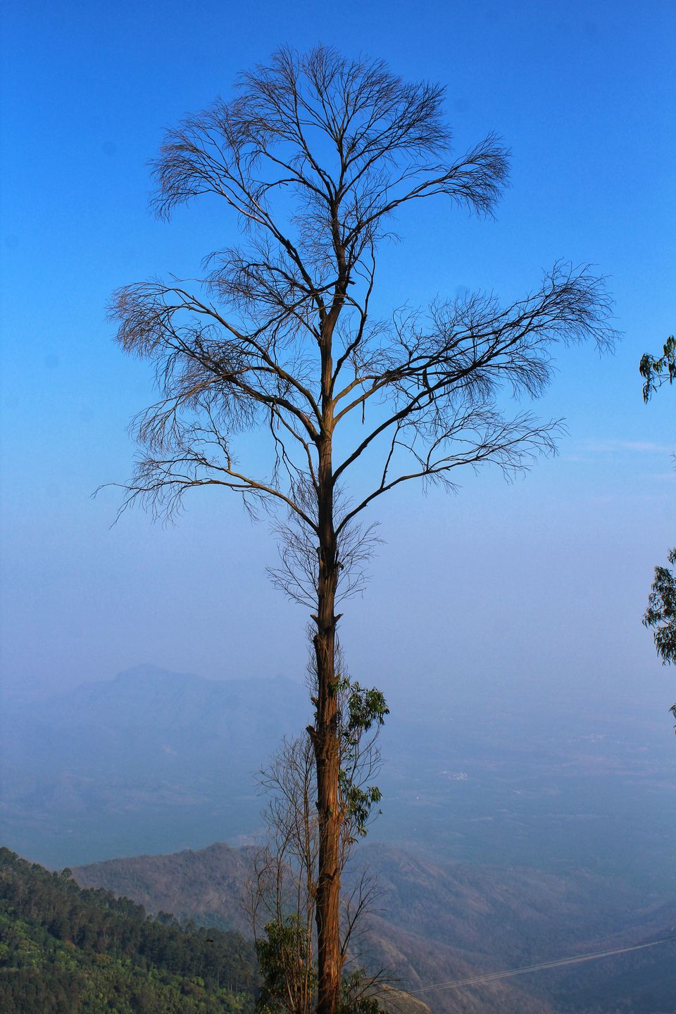 Photo of Bryant Park, Lower Shola Road, Kodaikanal, Tamil Nadu, India by Anil Kumar