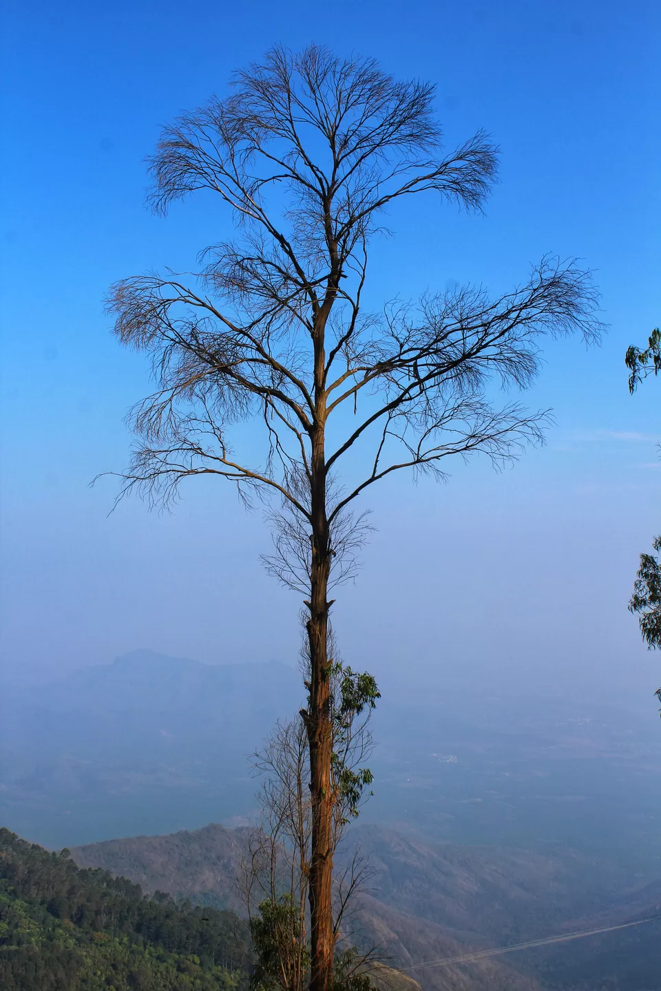 Photo of Bryant Park, Lower Shola Road, Kodaikanal, Tamil Nadu, India by Anil Kumar
