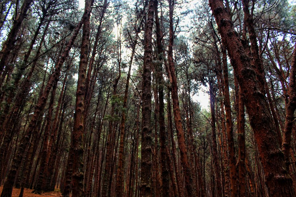 Photo of 48 Hours of Exotic Greenery in the Princess of Hill stations called Kodaikanal#westernghatsinphotos by Anil Kumar