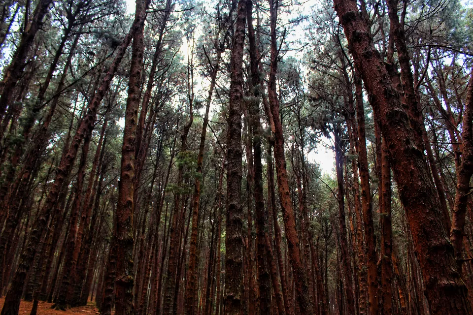 Photo of 48 Hours of Exotic Greenery in the Princess of Hill stations called Kodaikanal#westernghatsinphotos by Anil Kumar