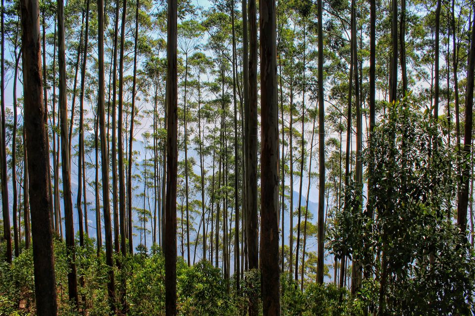 Photo of Chettiar Park, Kodaikanal, Tamil Nadu, India by Anil Kumar