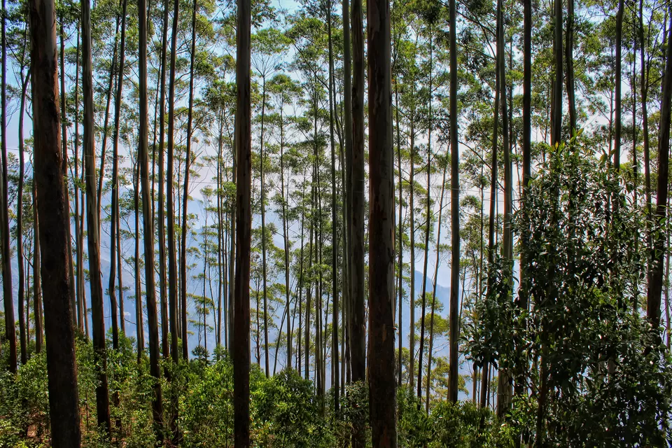 Photo of Chettiar Park, Kodaikanal, Tamil Nadu, India by Anil Kumar