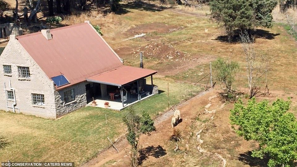 Photo of This Airbnb Let's You Sleep in a Quaint Cottage Surrounded by 70+ lions for 7,500 rupees per Night!! by Anil Kumar