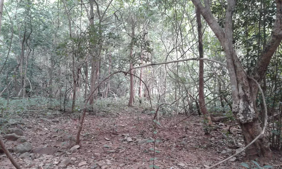 Photo of Similipal, Odisha, India by Shatananda Mohanta