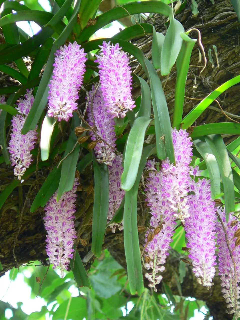 Photo of Similipal Travel by Shatananda Mohanta