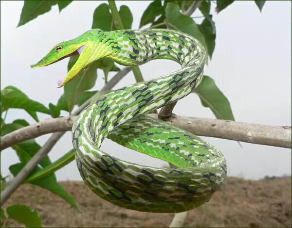 Photo of Similipal Travel by Shatananda Mohanta