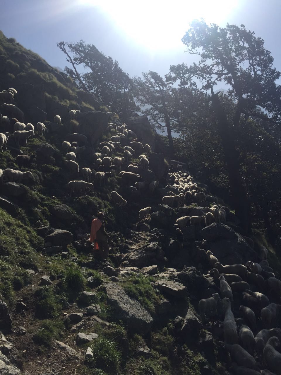Photo of Triund , Snowline and back 14/15 by Lakshmi Menon