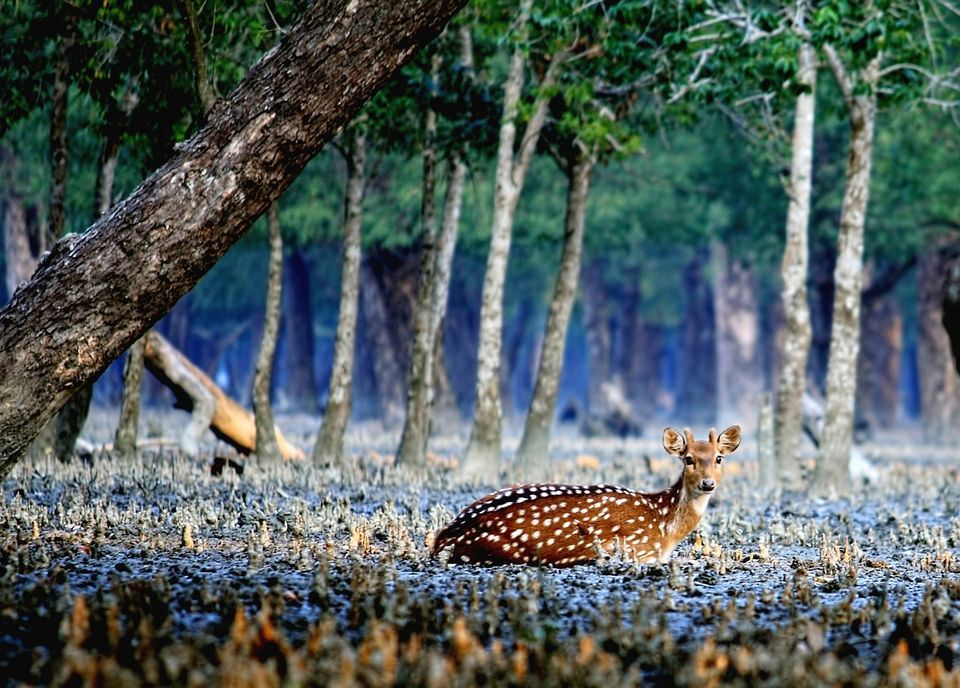 Photo of विदेश यात्रा का पर्फेक्ट प्लान: बिना फ्लाइट लिए कर सकते हैं इन 7 देशों का सफर! by Manglam Bhaarat