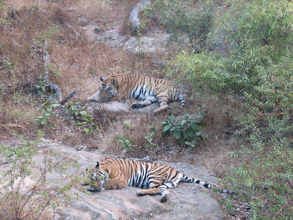 Photo of बांधवगढ़ नेशनल पार्क, Bandhavgarh, Tala, Madhya Pradesh, India by Manglam Bhaarat