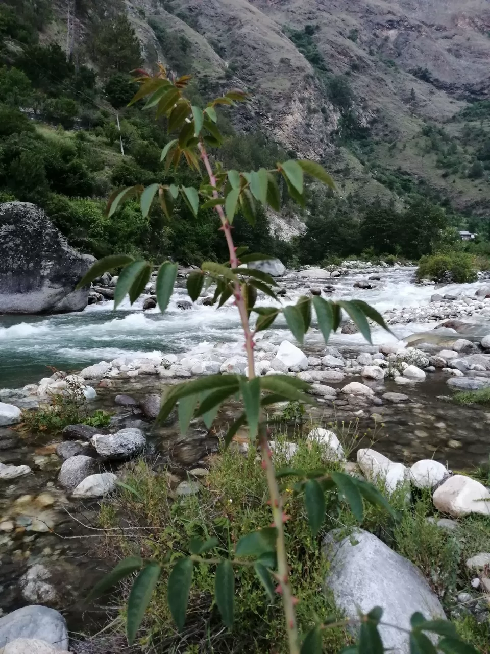 Photo of जिभी गांब, Bishla Dhar, Himachal Pradesh, India by Manglam Bhaarat