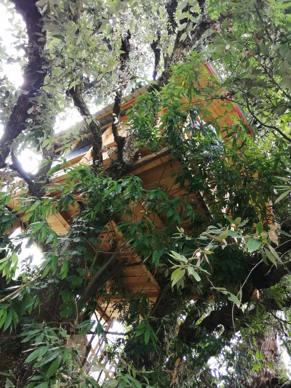 Photo of जिभी गांब, Bishla Dhar, Himachal Pradesh, India by Manglam Bhaarat